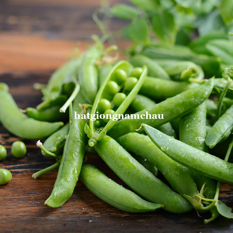 HẠT GIỐNG ĐẬU H&Agrave; LAN BỤI L&Ugrave;N - 5 GRAM