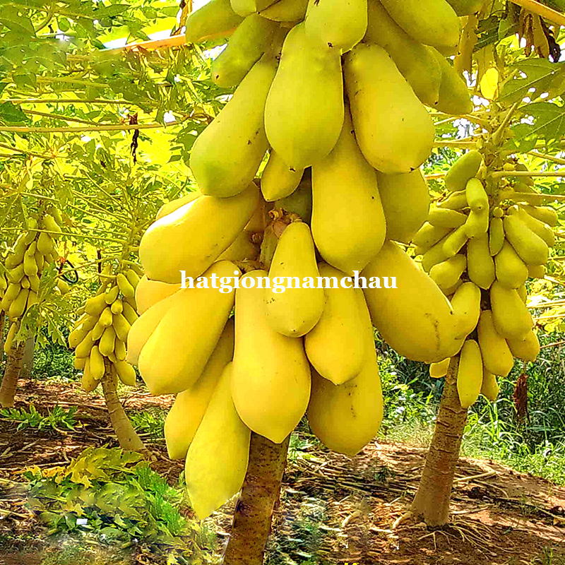 Hạt Giống Đu Đủ Da Vàng - 10 Hạt