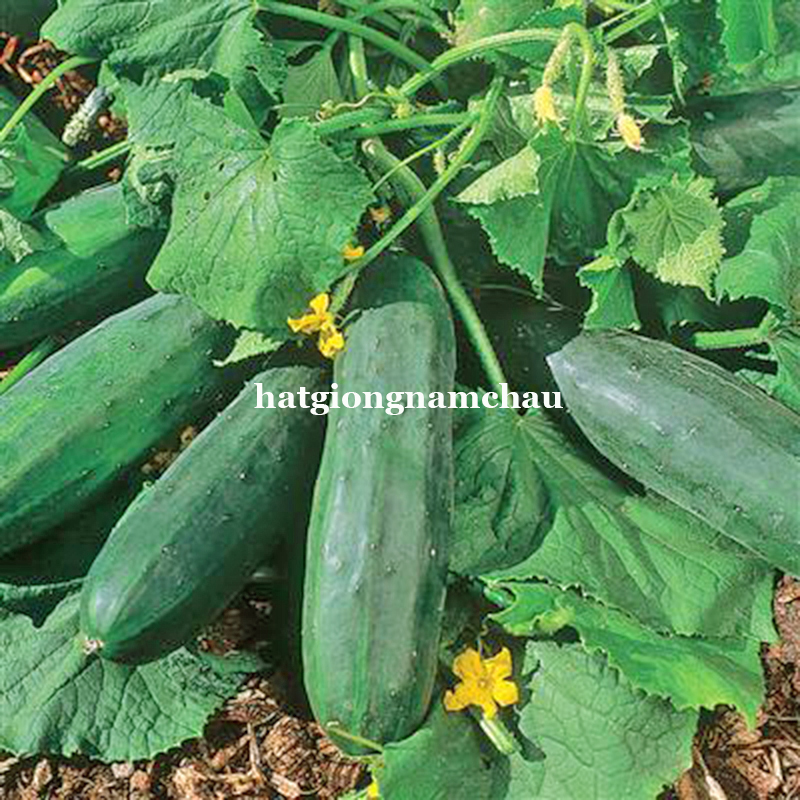 HẠT GIỐNG DƯA CHUỘT BỤI 60 CM SI&Ecirc;U GI&Ograve;N - 5 HẠT