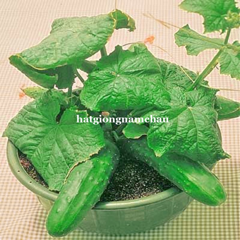 HẠT GIỐNG DƯA CHUỘT BỤI 60 CM SI&Ecirc;U GI&Ograve;N - 5 HẠT