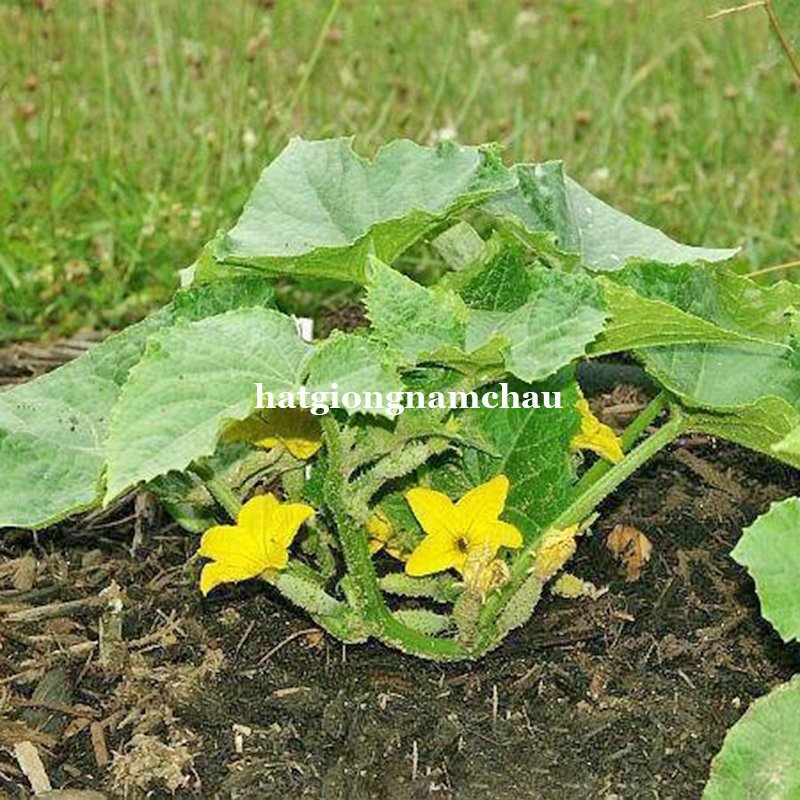 HẠT GIỐNG DƯA CHUỘT BỤI 80 CM - 10 HẠT
