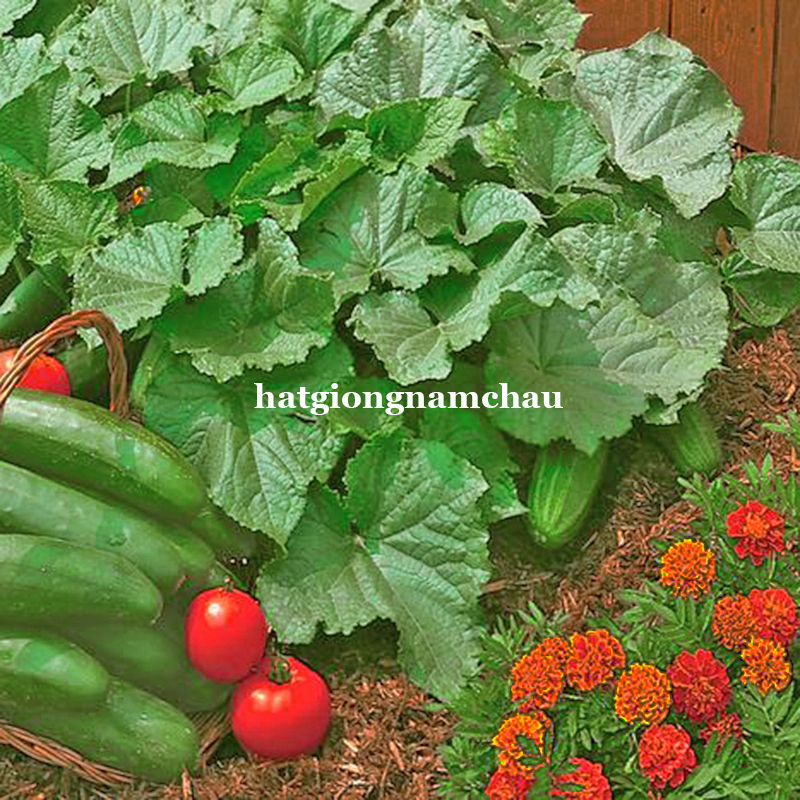 HẠT GIỐNG DƯA CHUỘT BỤI 80 CM - 10 HẠT