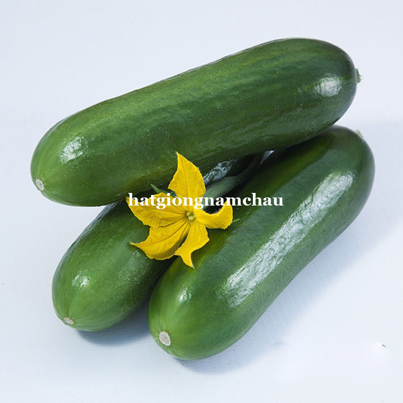 HẠT GIỐNG DƯA LEO KH&Ocirc;NG HẠT - 15 HẠT
