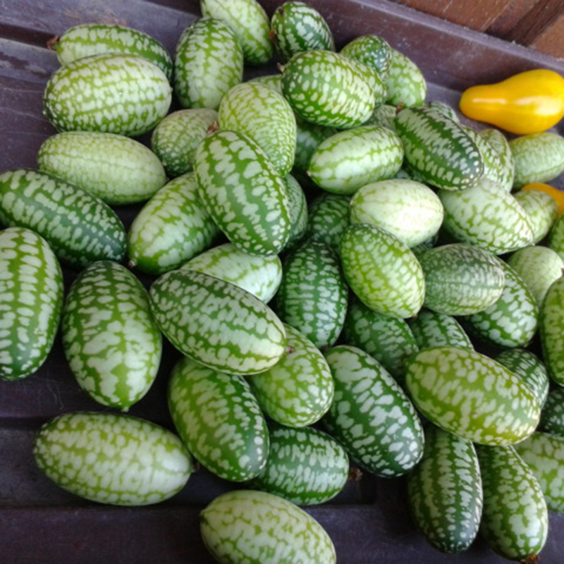 Hạt Giống Dưa Chuột Mexico - 5 Hạt
