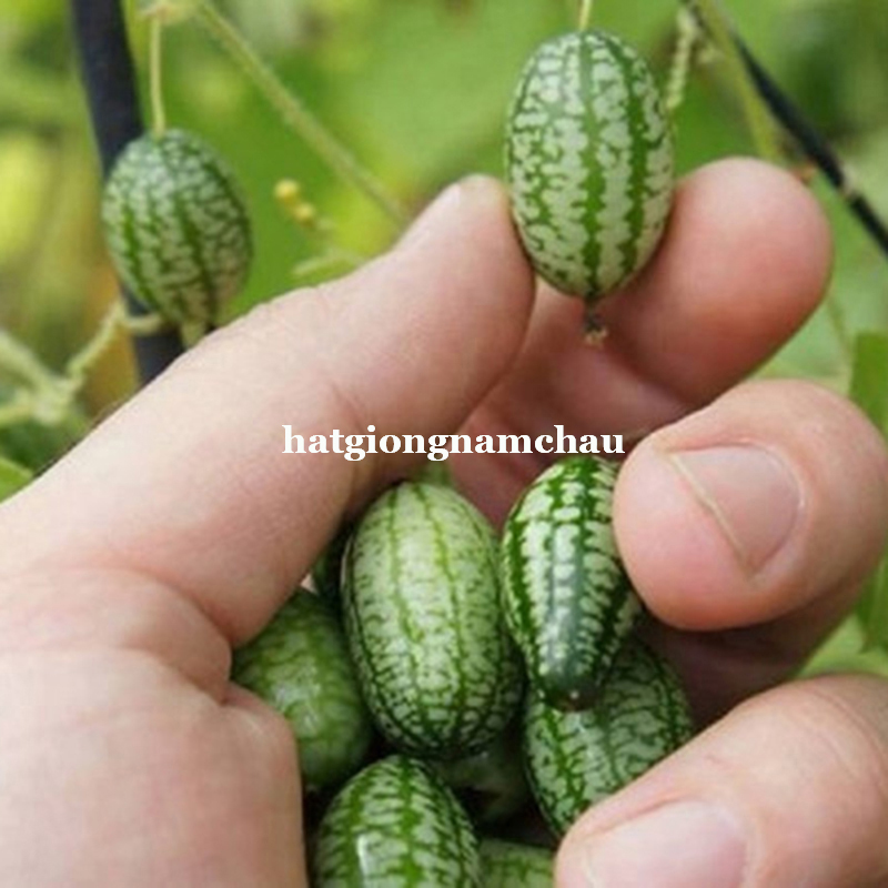 Hạt Giống Dưa Chuột Mexico - 5 Hạt