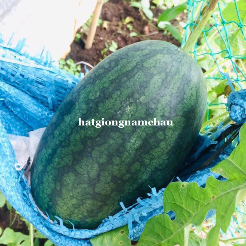 Hạt Giống Dưa Hấu Hắc Mĩ Nh&acirc;n - 10 Hạt