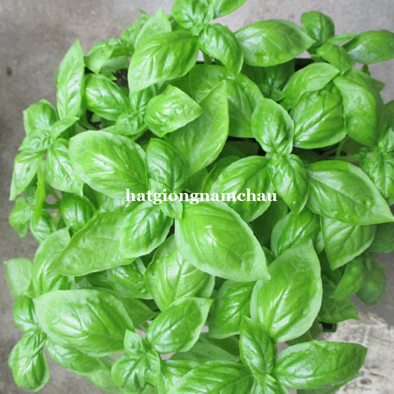 Hạt Giống H&uacute;ng T&acirc;y Basil &yacute; - 200 Hạt