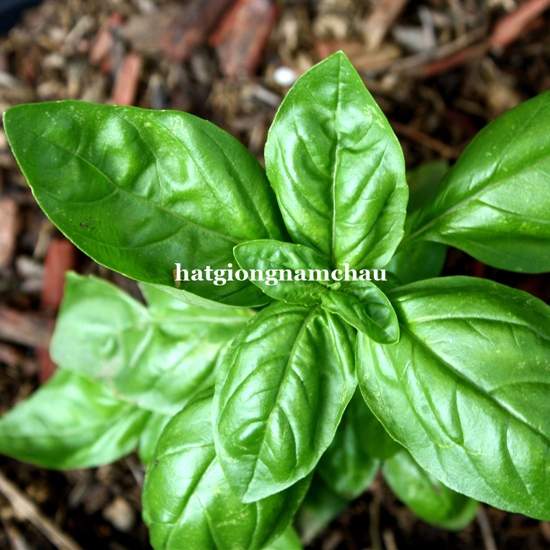 Hạt Giống H&uacute;ng T&acirc;y Basil &yacute; - 200 Hạt