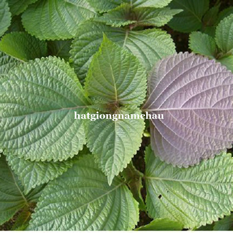 Hạt Giống L&aacute; C&acirc;y Rau T&iacute;a T&ocirc; - 2 Gram