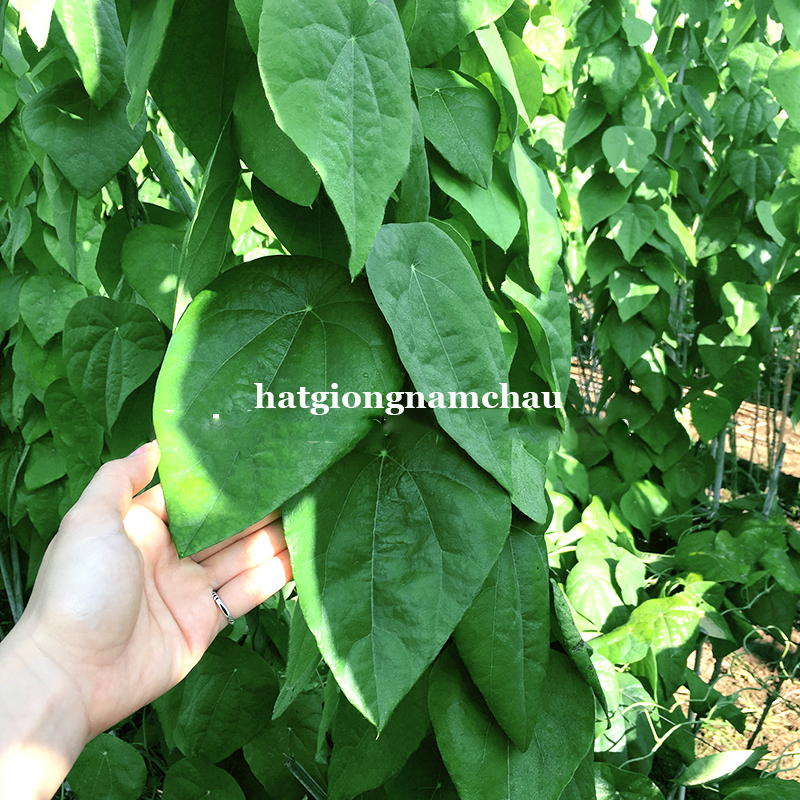Hạt Giống L&aacute; Sương S&acirc;m L&ocirc;ng Rừng - 30 Hạt
