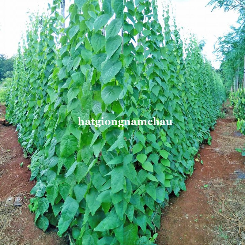 Hạt Giống L&aacute; Sương S&acirc;m L&ocirc;ng Rừng - 30 Hạt