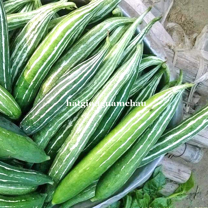 Hạt Giống Lặc Lầy( Khổ Qua Tây Xanh) - 15 Hạt