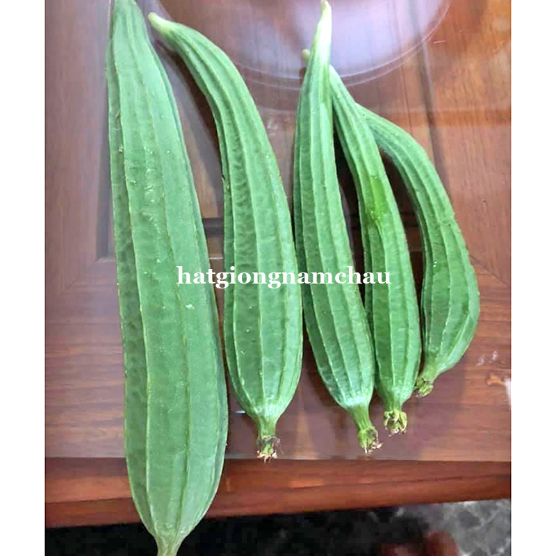 Hạt Giống Mướp Kh&iacute;a - 10 Hạt