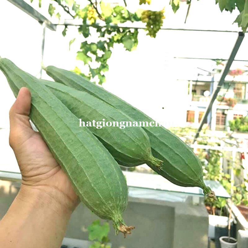 Hạt Giống Mướp Kh&iacute;a - 10 Hạt
