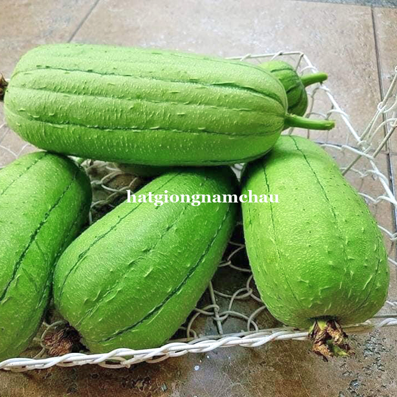 HẠT GIỐNG MƯỚP T&Aacute;O Đ&Agrave;I LOAN - 5 HẠT