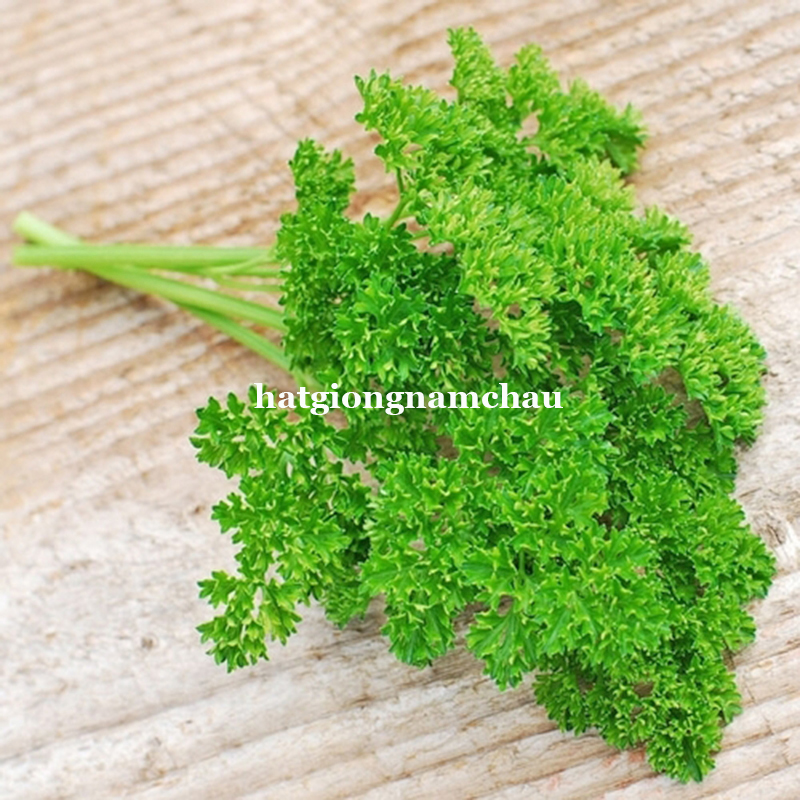 Hạt Giống Ng&ograve; T&acirc;y Si&ecirc;u Xoăn - 2 Gram