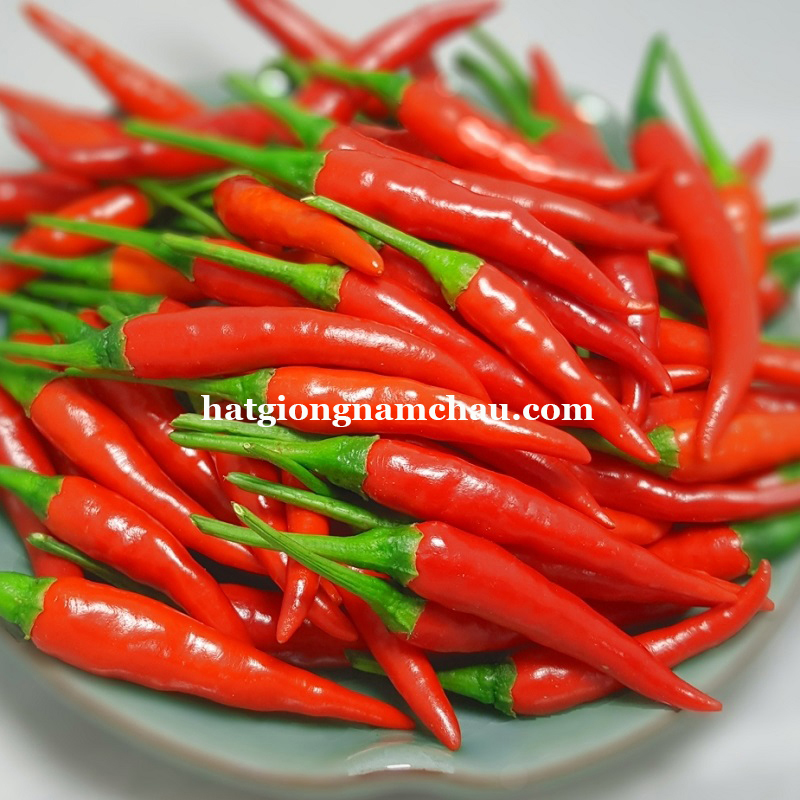 HẠT GIỐNG ỚT HIỂM - 40 HẠT