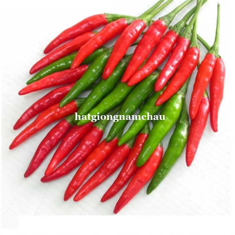 HẠT GIỐNG ỚT HIỂM - 40 HẠT