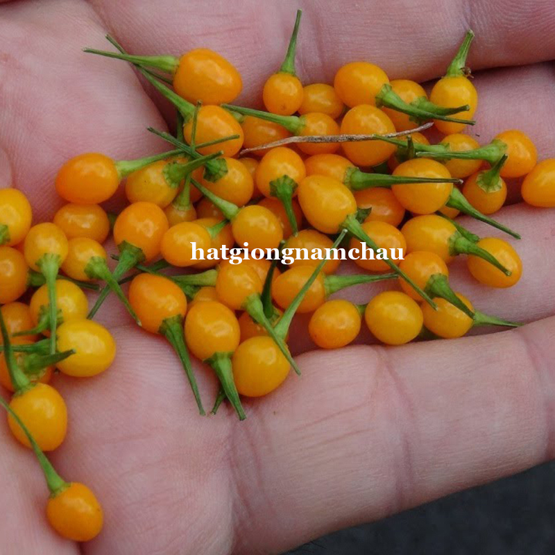 HẠT GIỐNG ỚT MẮC NHẤT THẾ GIỚI AJI CHARAPITA