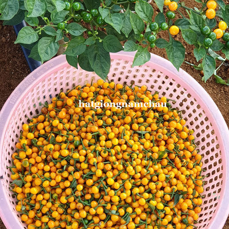 HẠT GIỐNG ỚT MẮC NHẤT THẾ GIỚI AJI CHARAPITA