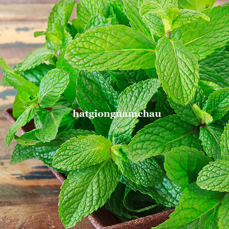Hạt Giống Rau Bạc H&agrave; - 100 Hạt