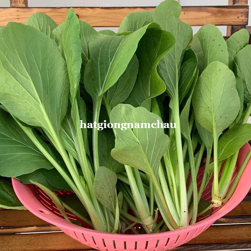 Hạt Giống C&acirc;y Rau Cải Ngọt - 10 Gram