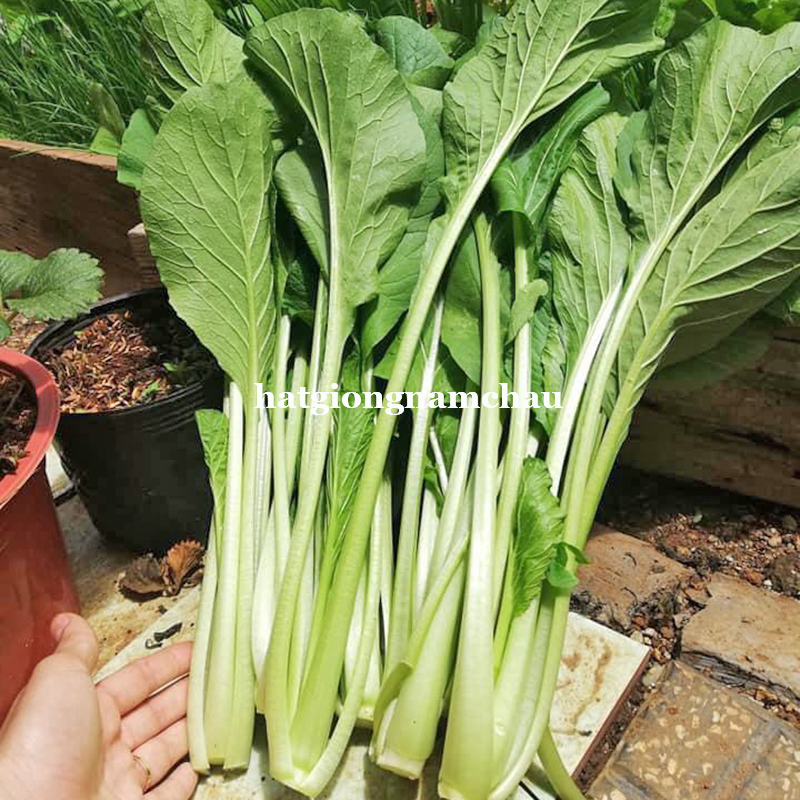 Hạt Giống C&acirc;y Rau Cải Ngọt - 10 Gram