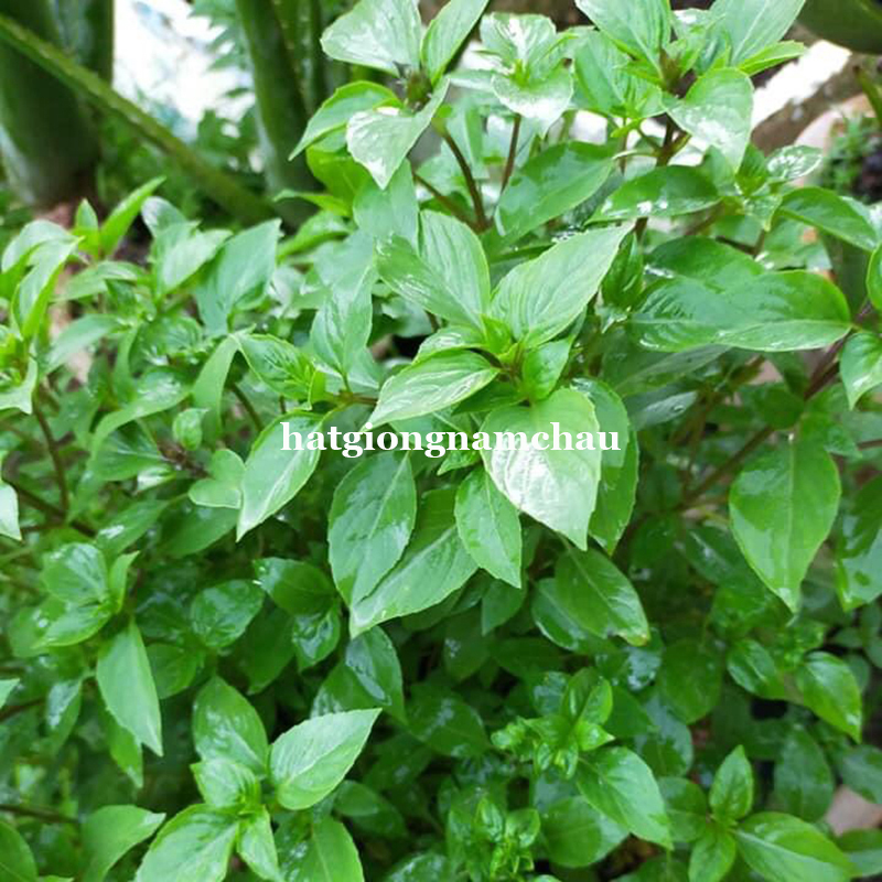 Hạt Giống Rau H&uacute;ng Quế - 5 Gram