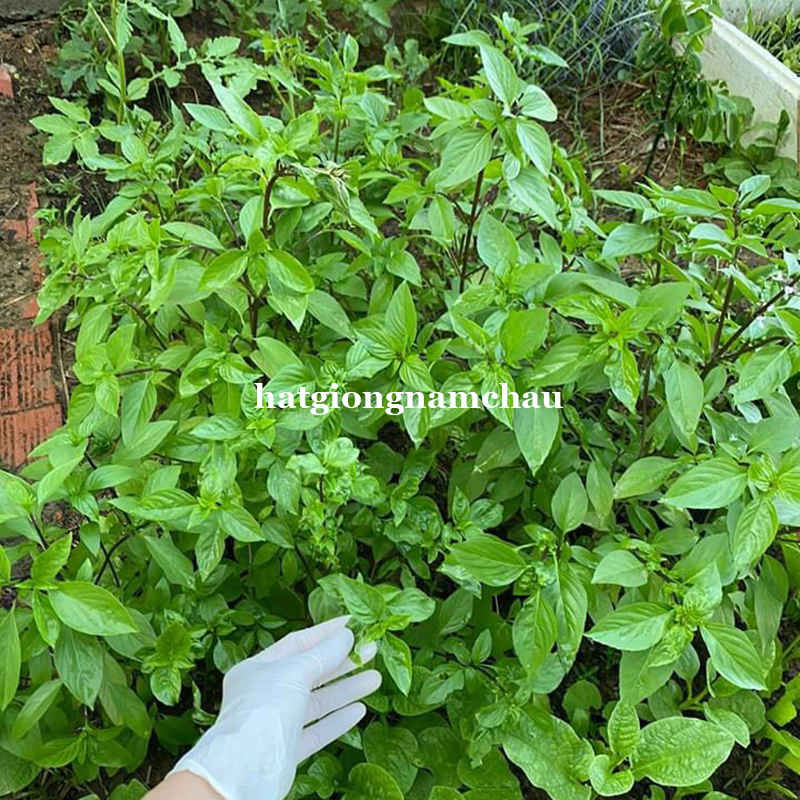 Hạt Giống Rau H&uacute;ng Quế - 5 Gram