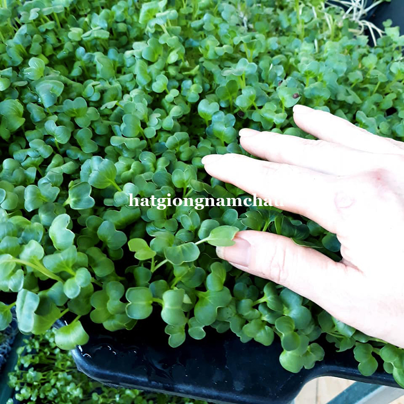 Hạt Giống Rau Mầm B&ocirc;ng Cải Ngọt - 50 - 100 gram
