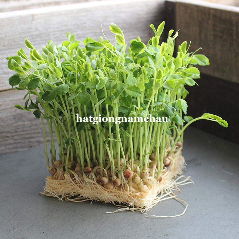 Hạt Giống Mầm Đậu H&agrave; Lan - 50 -100 gram