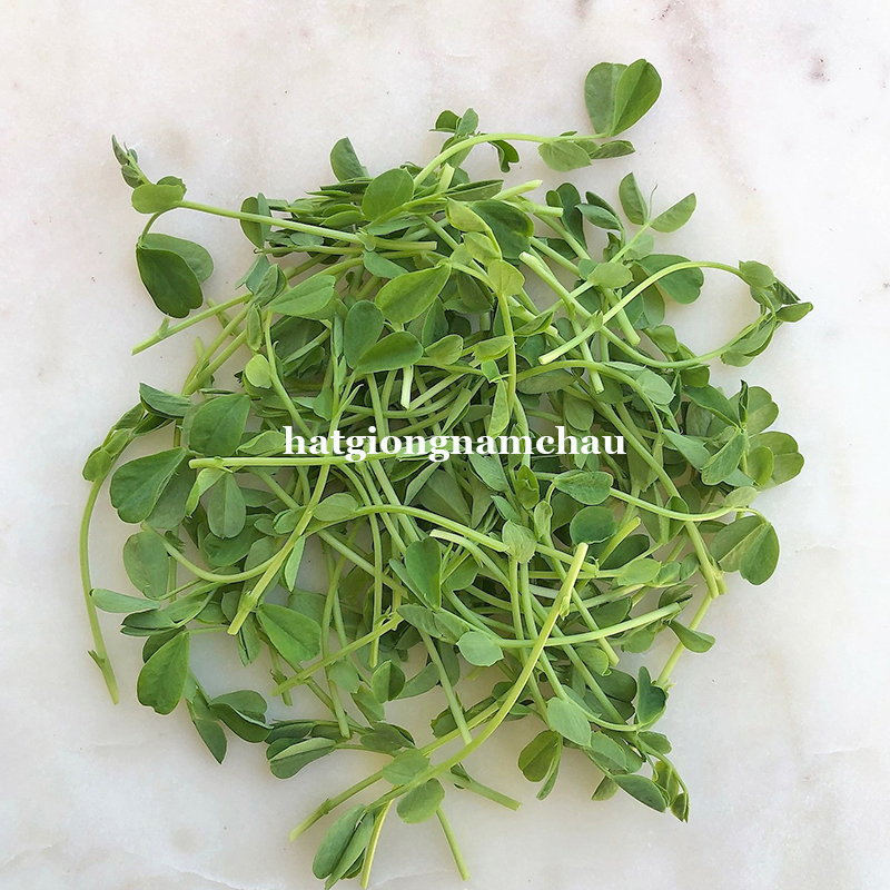 Hạt Giống Mầm Đậu H&agrave; Lan - 50 -100 gram