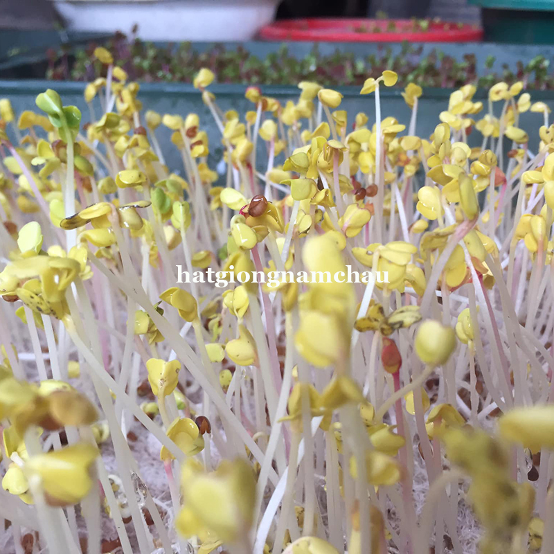 Hạt Giống Rau Mầm Xanh Gi&aacute; Đậu Xanh - 50 -100 gramh-