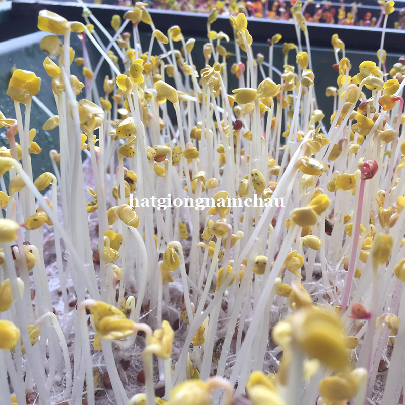 Hạt Giống Rau Mầm Xanh Gi&aacute; Đậu Xanh - 50 -100 gramh-