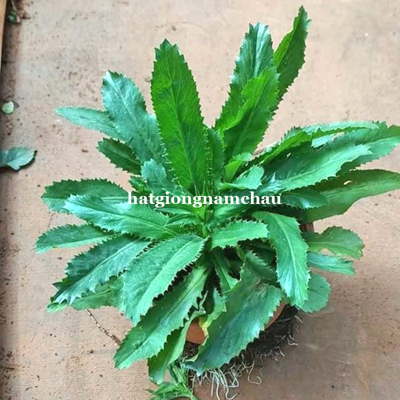 Hạt Giống Rau Mùi Tàu Ngò Gai - 5 Gam