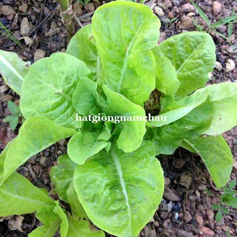 Hạt Giống Rau X&agrave; L&aacute;ch D&uacute;n V&agrave;ng - 5 Gram