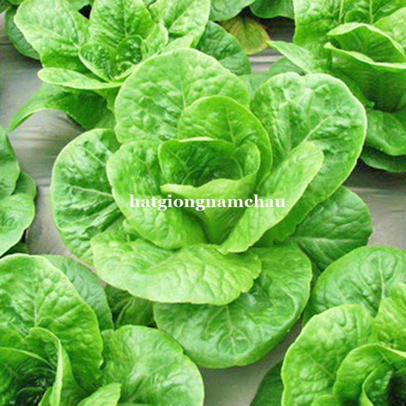 Hạt Giống Rau X&agrave; L&aacute;ch D&uacute;n V&agrave;ng - 5 Gram