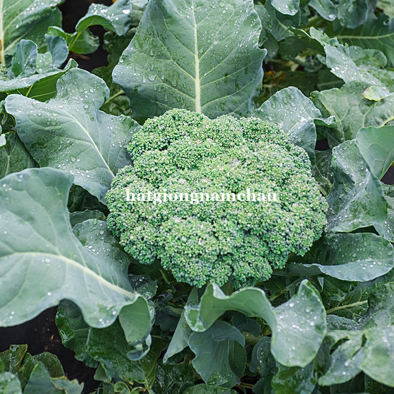 HẠT GIỐNG S&Uacute;P LƠ XANH - 0,5 GRAM