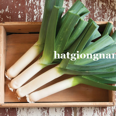 Hạt Giống Tỏi T&acirc;y ( H&agrave;nh Boa R&ocirc; ) - 0,5 Gram