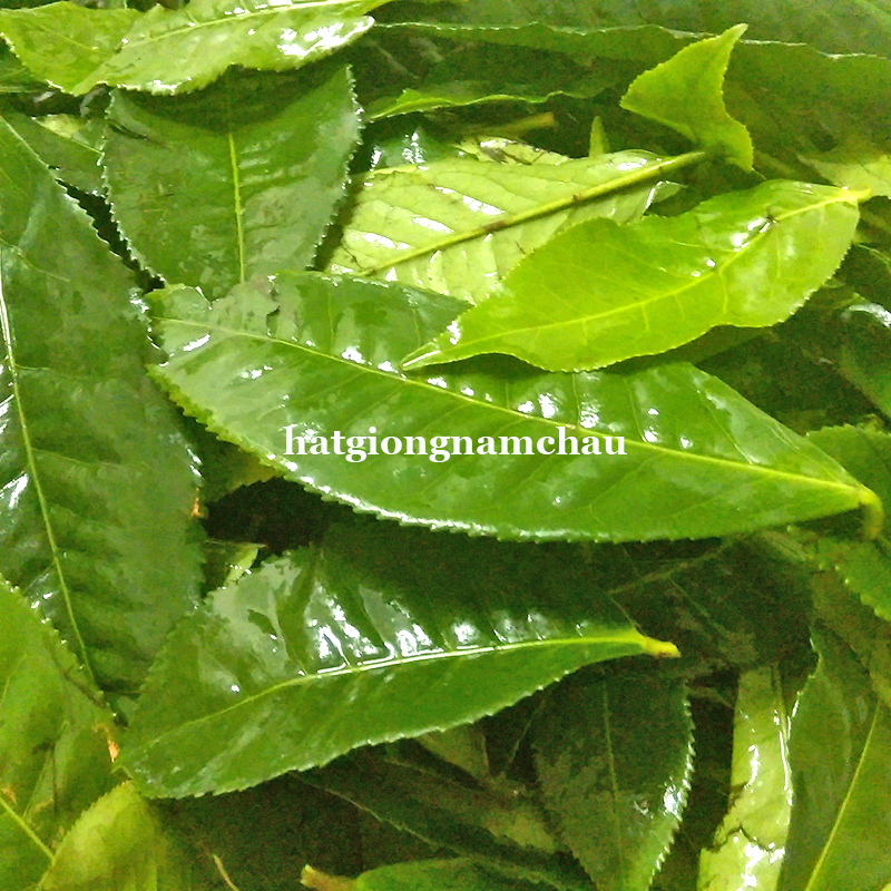 Hạt Giống Tr&agrave; Xanh - 15 Hạt