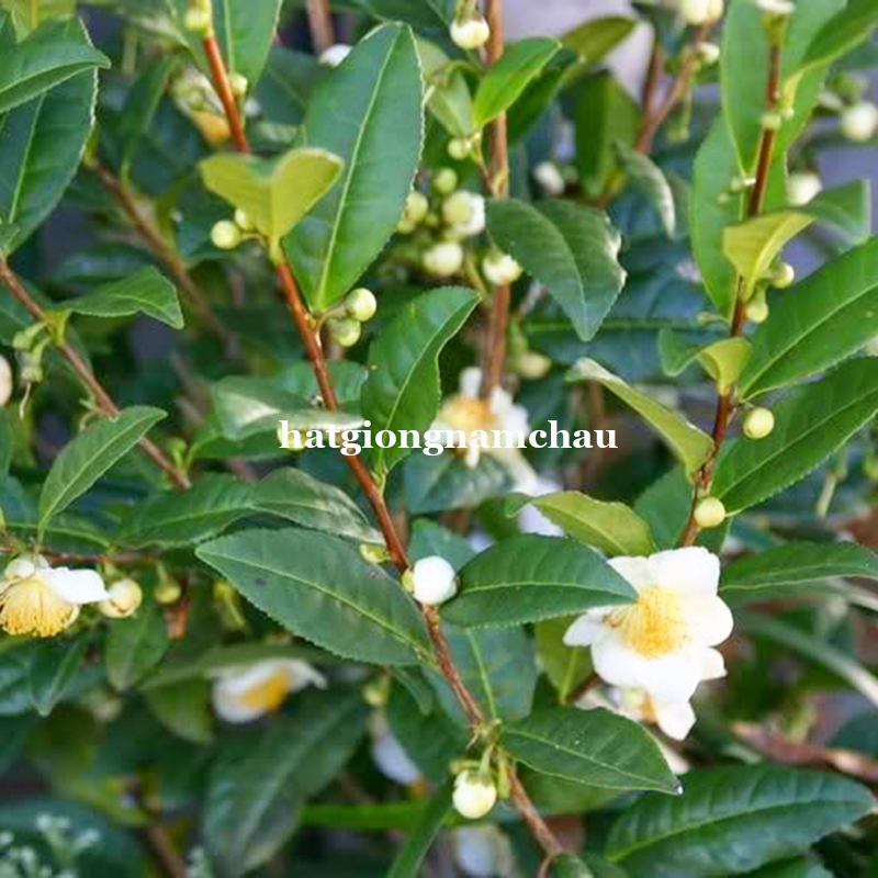 Hạt Giống Tr&agrave; Xanh - 15 Hạt