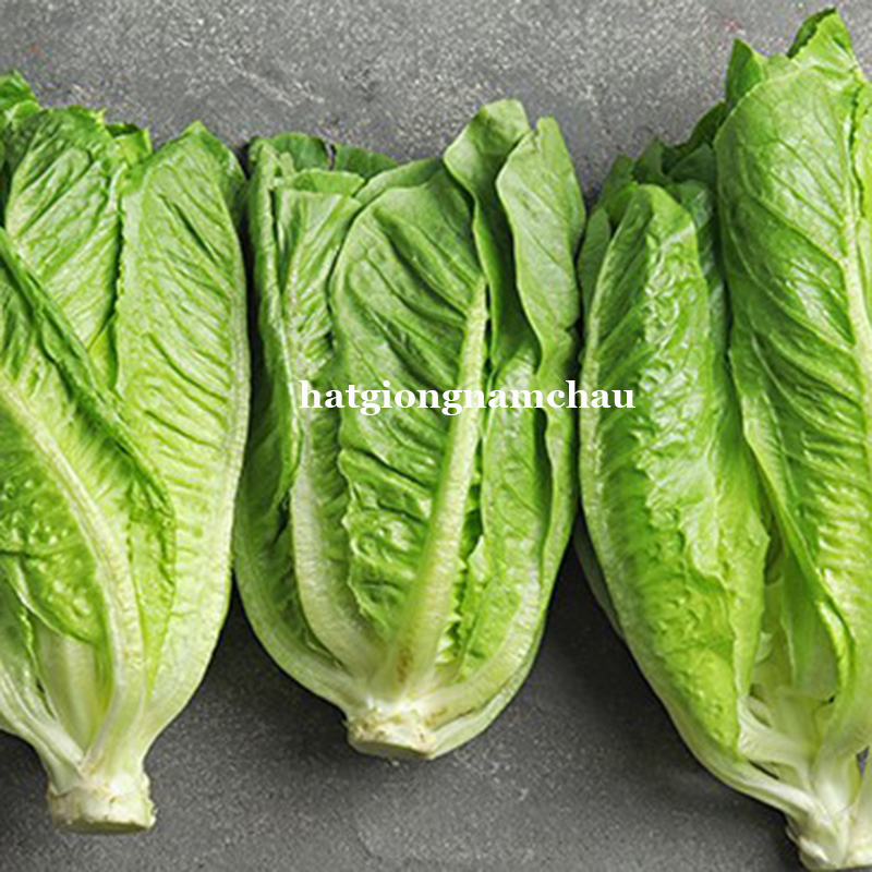 HẠT GIỐNG X&Agrave; L&Aacute;CH ROMAINE XANH - 2 GRAM
