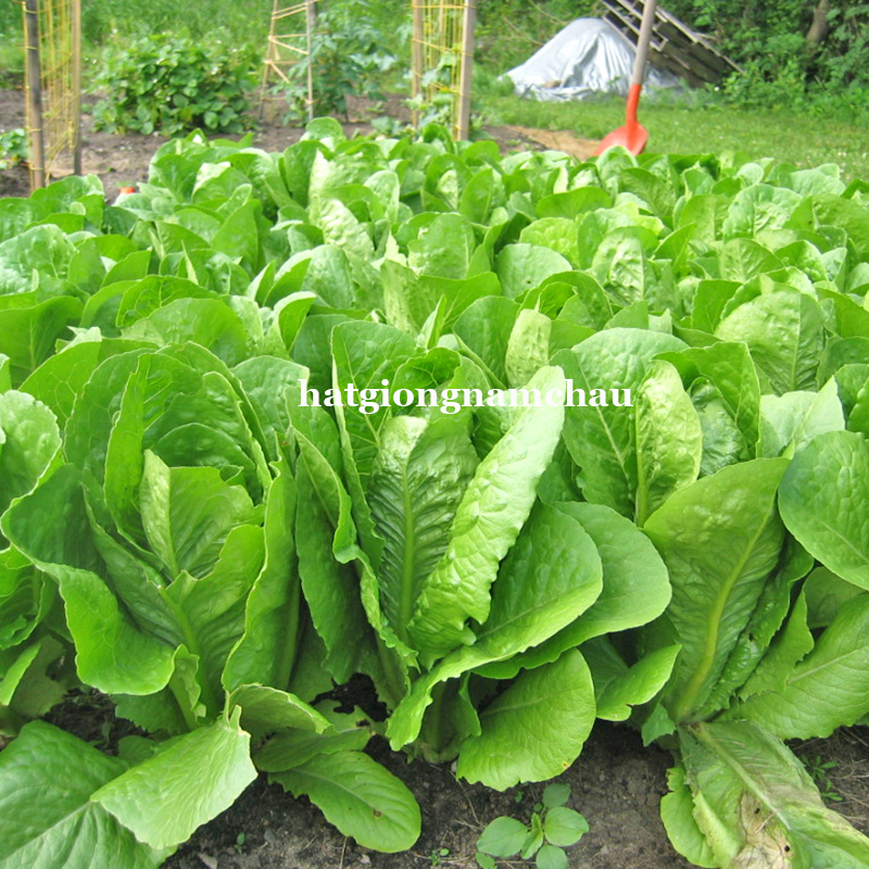 HẠT GIỐNG X&Agrave; L&Aacute;CH ROMAINE XANH - 2 GRAM