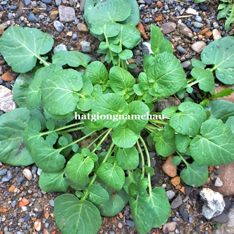 Hạt Giống X&agrave; L&aacute;ch Xoong Miền N&uacute;i Dễ Trồng - 0,5 gram