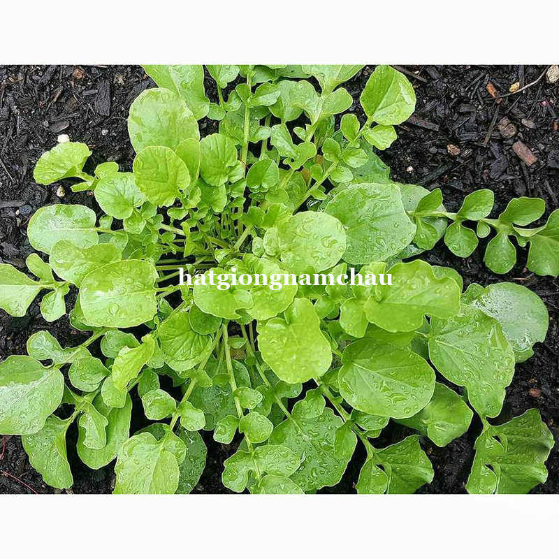 Hạt Giống X&agrave; L&aacute;ch Xoong Miền N&uacute;i Dễ Trồng - 0,5 gram