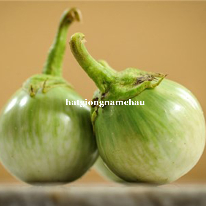 Hạt Giống C&agrave; Dĩa Sọc Xanh - 1Gram
