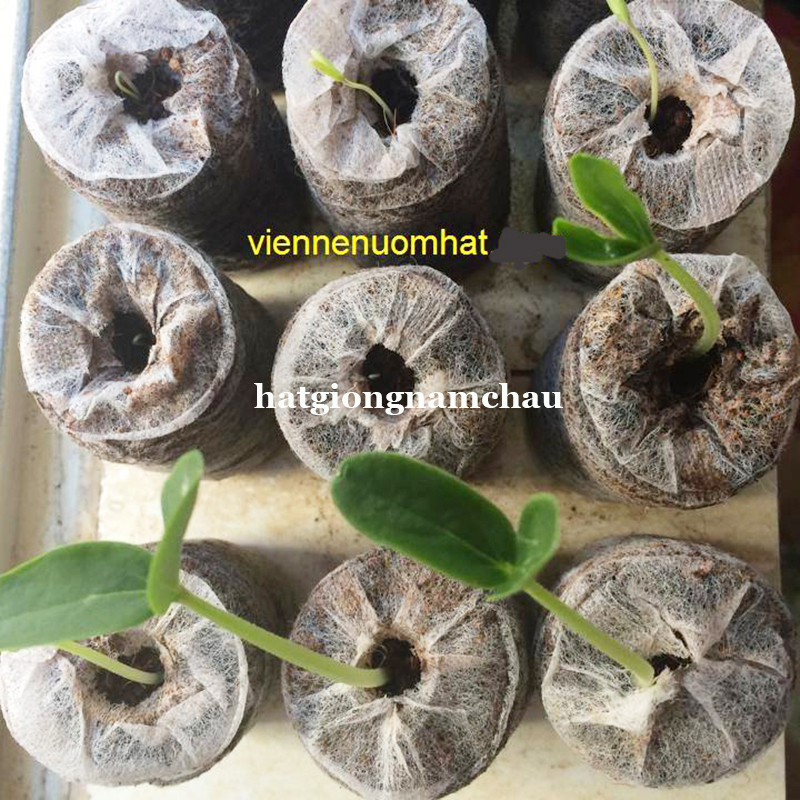 Vi&ecirc;n N&eacute;n K&iacute;ch Th&iacute;ch Nảy Mầm - Combo 10 - 50 -100 vi&ecirc;n